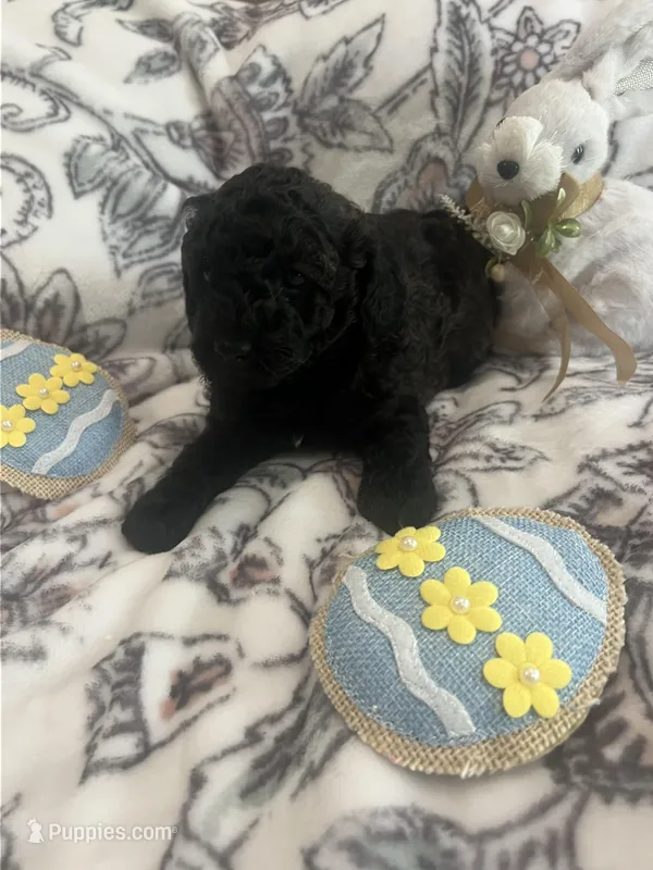 River – Poodle - Toy  puppy for sale in Donalds, SC