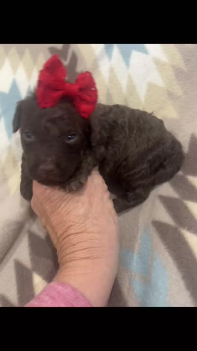 Ember, a female Poodle - Toy  for sale in Donalds, SC – 5 of 6