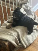 Scarlett Sophia, a female Yorkshire Terrier for sale in Donalds, SC – 2 of 2