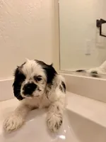 Kai, a male Cocker Spaniel for sale in Tulare, CA – 6 of 9