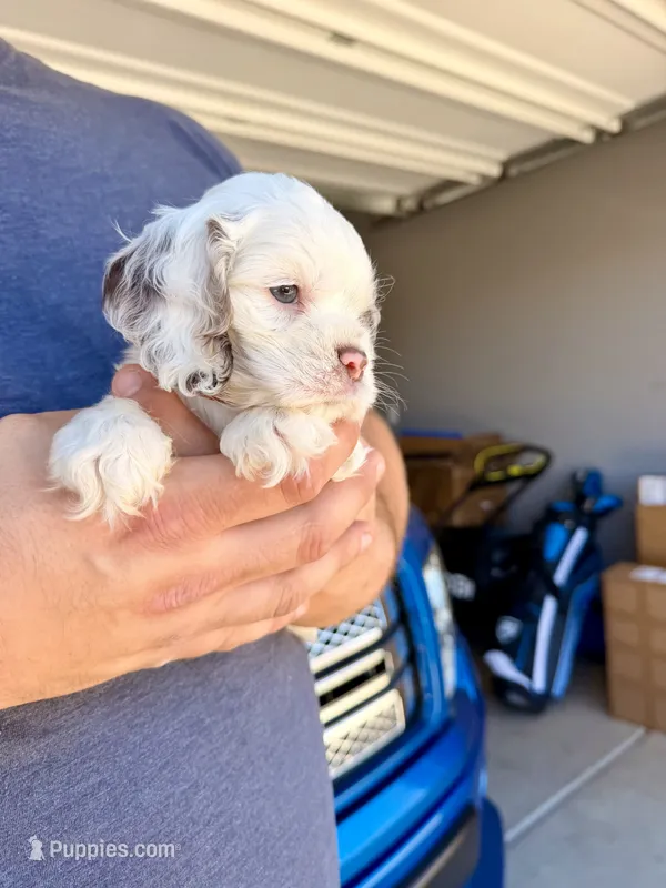 Storm  – Cocker Spaniel puppy for sale in Tulare, CA