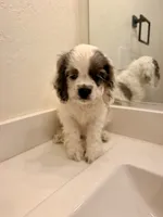 Rocky, a male Cocker Spaniel for sale in Tulare, CA – 5 of 8