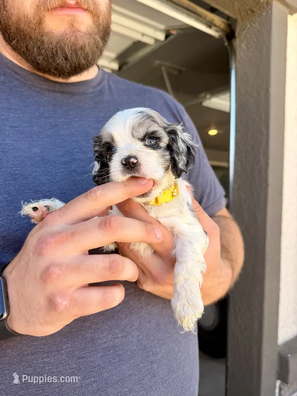 Penny – Cocker Spaniel puppy for sale in Tulare, CA