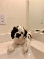Kai, a male Cocker Spaniel for sale in Tulare, CA – 7 of 9