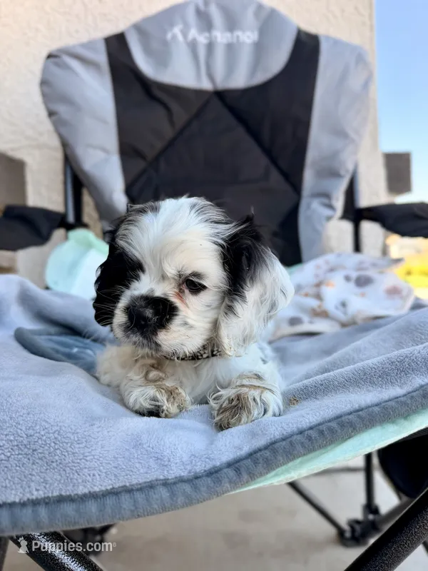 Kai – Cocker Spaniel puppy for sale in Tulare, CA