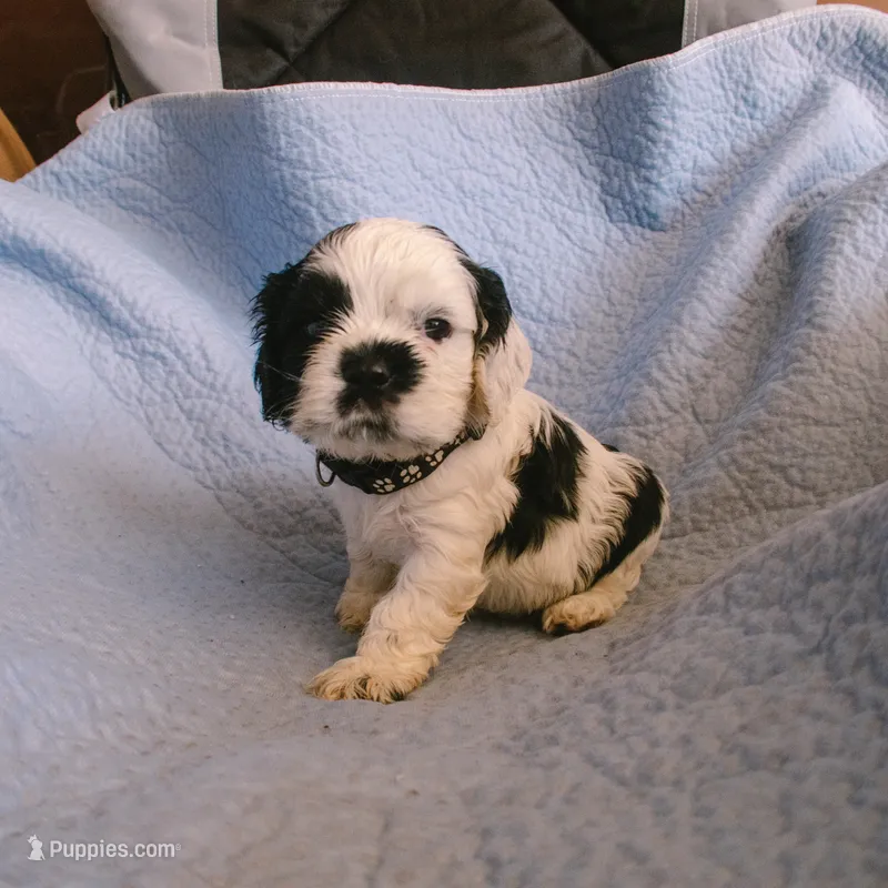 Kai – Cocker Spaniel puppy for sale in Tulare, CA