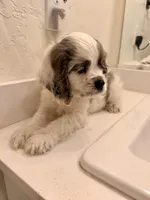 Rocky, a male Cocker Spaniel for sale in Tulare, CA – 3 of 8