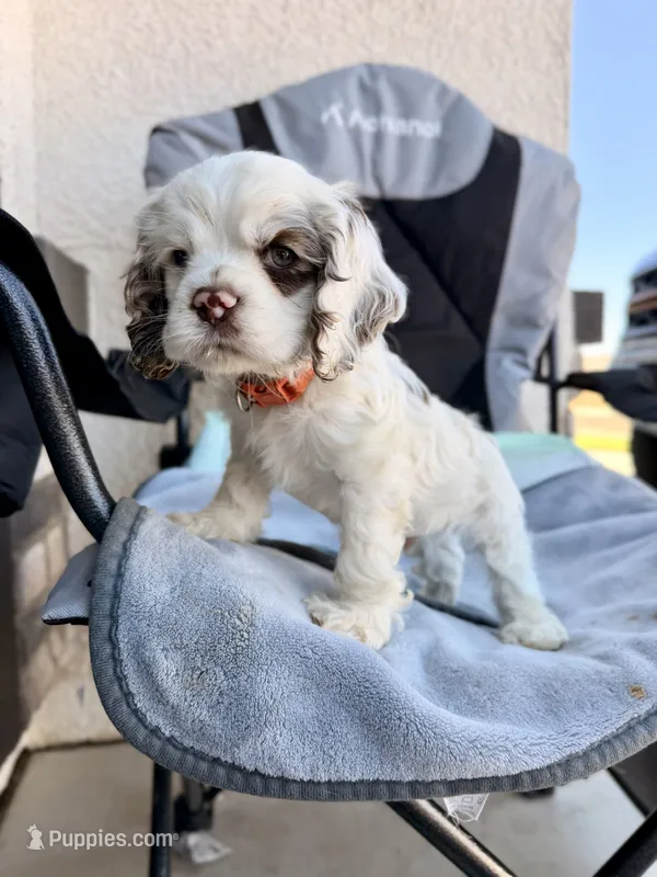 Storm  – Cocker Spaniel puppy for sale in Tulare, CA