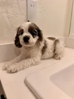 Rocky, a male Cocker Spaniel for sale in Tulare, CA – 4 of 8