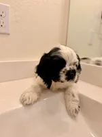 Kai, a male Cocker Spaniel for sale in Tulare, CA – 9 of 9