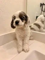 Rocky, a male Cocker Spaniel for sale in Tulare, CA – 7 of 8