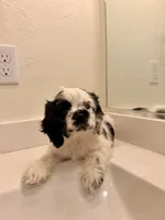 Kai, a male Cocker Spaniel for sale in Tulare, CA – 3 of 9