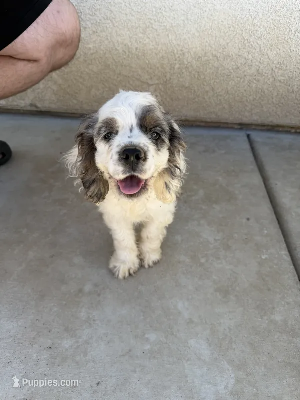 Rocky – Cocker Spaniel puppy for sale in Tulare, CA