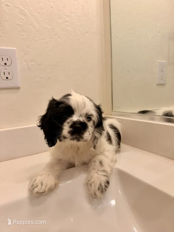 Kai – Cocker Spaniel puppy for sale in Tulare, CA