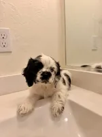 Kai, a male Cocker Spaniel for sale in Tulare, CA – 1 of 9