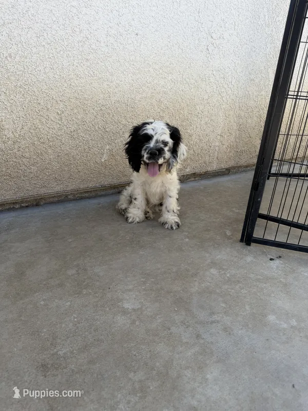 Kai – Cocker Spaniel puppy for sale in Tulare, CA