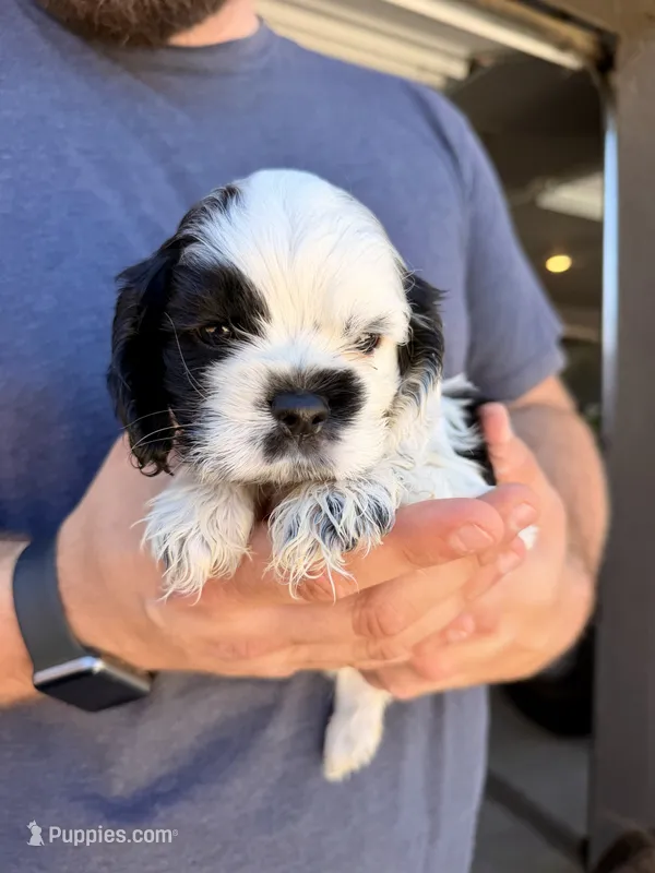 Kai – Cocker Spaniel puppy for sale in Tulare, CA