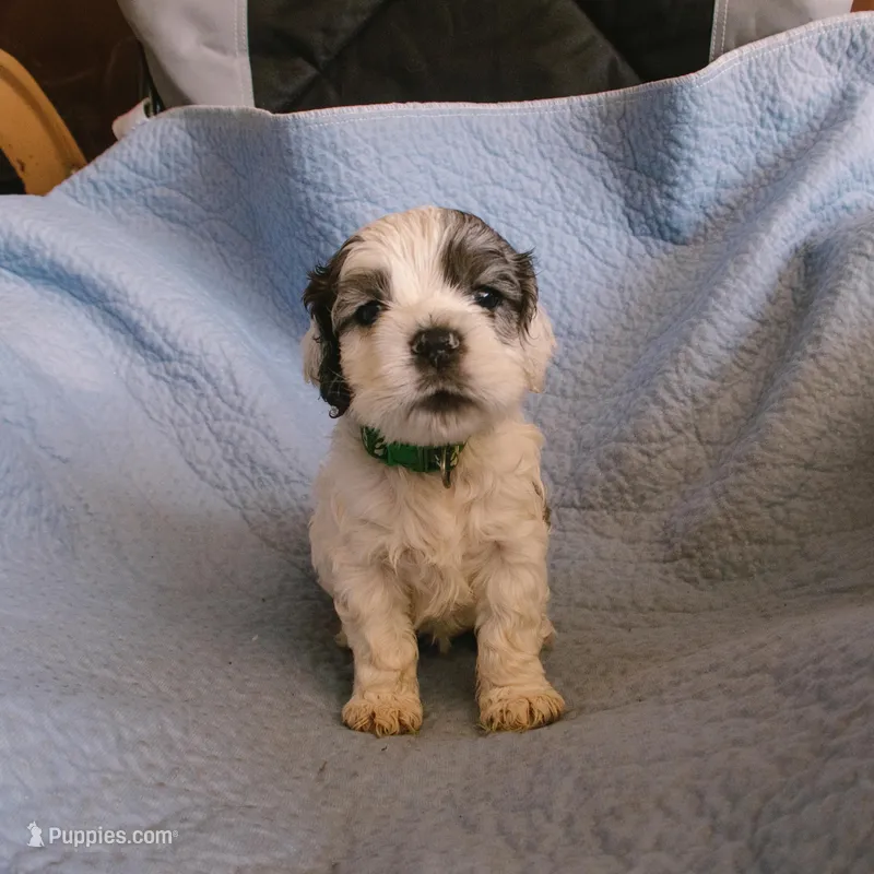 Rocky – Cocker Spaniel puppy for sale in Tulare, CA