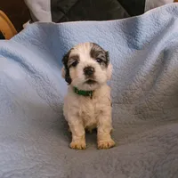 Rocky, a male Cocker Spaniel for sale in Tulare, CA – 1 of 1