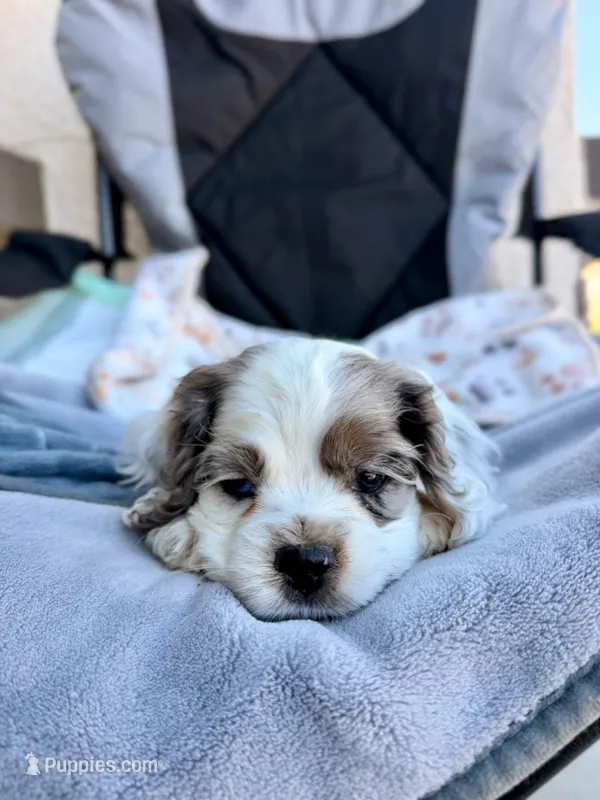 Rocky – Cocker Spaniel puppy for sale in Tulare, CA
