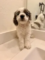 Rocky, a male Cocker Spaniel for sale in Tulare, CA – 8 of 8