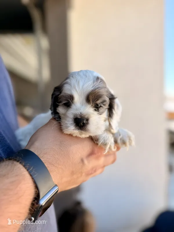 Rocky – Cocker Spaniel puppy for sale in Tulare, CA