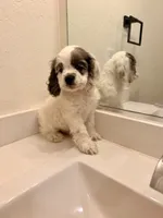 Rocky, a male Cocker Spaniel for sale in Tulare, CA – 2 of 8