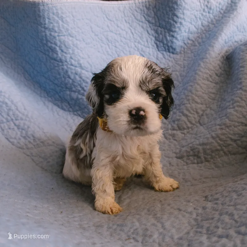 Penny – Cocker Spaniel puppy for sale in Tulare, CA