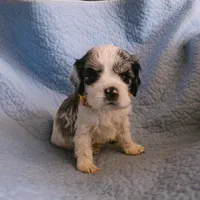 Penny, a female Cocker Spaniel for sale in Tulare, CA – 1 of 1