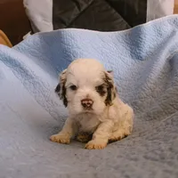 Storm , a male Cocker Spaniel for sale in Tulare, CA – 1 of 1