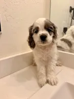 Rocky, a male Cocker Spaniel for sale in Tulare, CA – 6 of 8