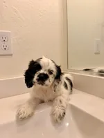 Kai, a male Cocker Spaniel for sale in Tulare, CA – 4 of 9