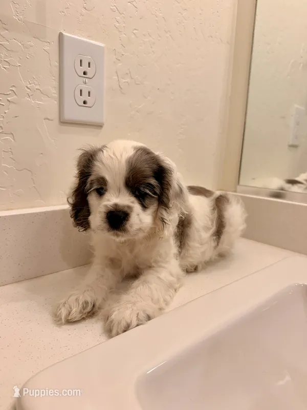 Rocky – Cocker Spaniel puppy for sale in Tulare, CA