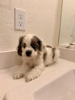 Rocky, a male Cocker Spaniel for sale in Tulare, CA – 1 of 8