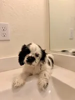 Kai, a male Cocker Spaniel for sale in Tulare, CA – 2 of 9