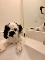 Kai, a male Cocker Spaniel for sale in Tulare, CA – 5 of 9