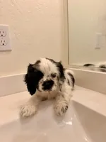 Kai, a male Cocker Spaniel for sale in Tulare, CA – 8 of 9