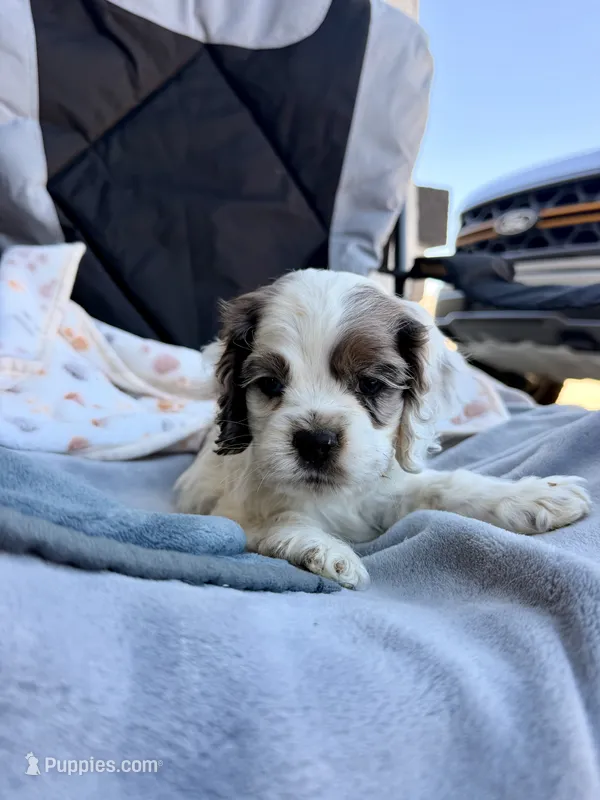 Rocky – Cocker Spaniel puppy for sale in Tulare, CA