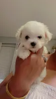 Gizmo, a male Maltese for sale in Bakersfield, CA – 3 of 8