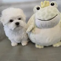 Gizmo, a male Maltese for sale in Bakersfield, CA – 8 of 8