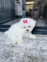 Gidget, a female Maltese for sale in Bakersfield, CA – 3 of 3