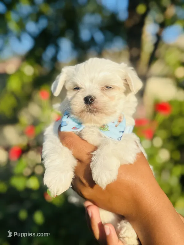 Gizmo – Maltese puppy for sale in Bakersfield, CA