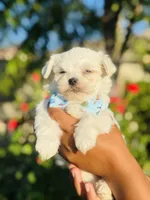 Gizmo, a male Maltese for sale in Bakersfield, CA – 1 of 8