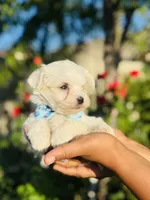 Gizmo, a male Maltese for sale in Bakersfield, CA – 2 of 8