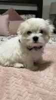 Gizmo, a male Maltese for sale in Bakersfield, CA – 4 of 8