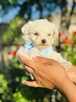 Gizmo, a male Maltese for sale in Bakersfield, CA – 5 of 8
