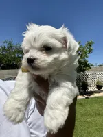 Gizmo, a male Maltese for sale in Bakersfield, CA – 6 of 8