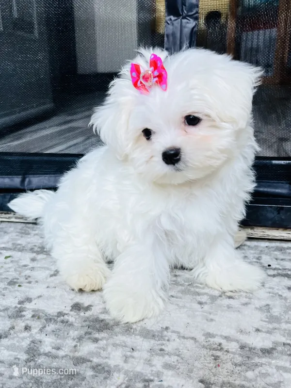 Gidget – Maltese puppy for sale in Bakersfield, CA