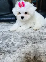 Gidget, a female Maltese for sale in Bakersfield, CA – 2 of 3