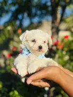 Gizmo, a male Maltese for sale in Bakersfield, CA – 7 of 8